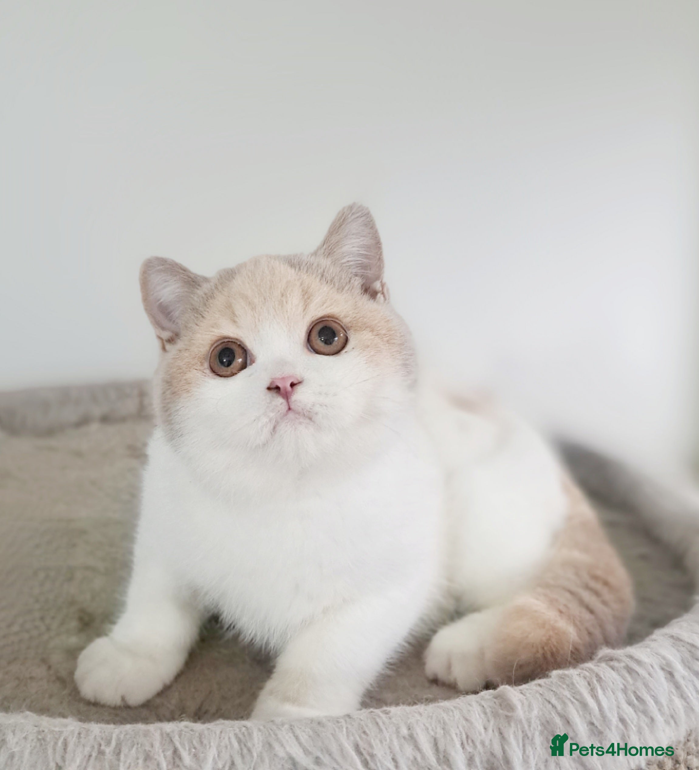 British Shorthair cats British Shorthair Fawn Tortie & White Female - Advert 4