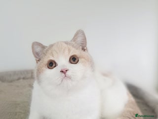 British Shorthair cats British Shorthair Fawn Tortie & White Female - Advert 4