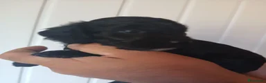 Cockapoo 4