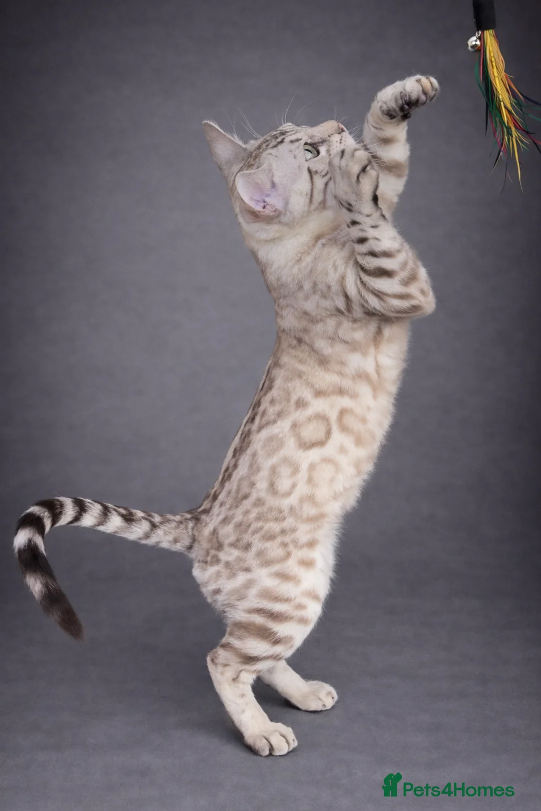 Bengal cats for sale: ⭐SENSATIONAL⭐️Seal Silver Mink Stud TICA REG - Advert 2