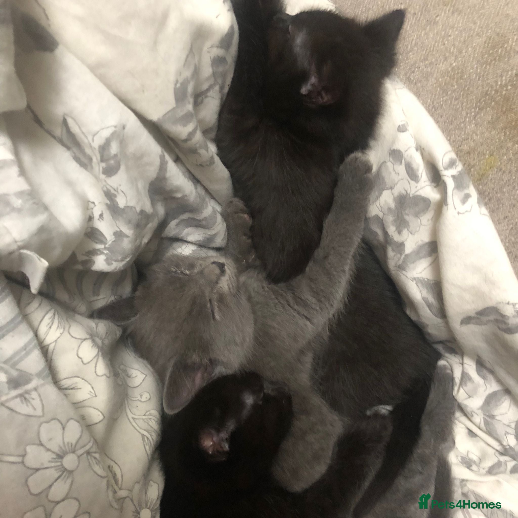 Mixed Breed cats 3 Beautiful Norwegian Forest X Kittens for sale. - Advert 2