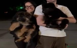 German Shepherd dogs for sale: Intelligent German Shepherd Puppies for Sale - Image 4