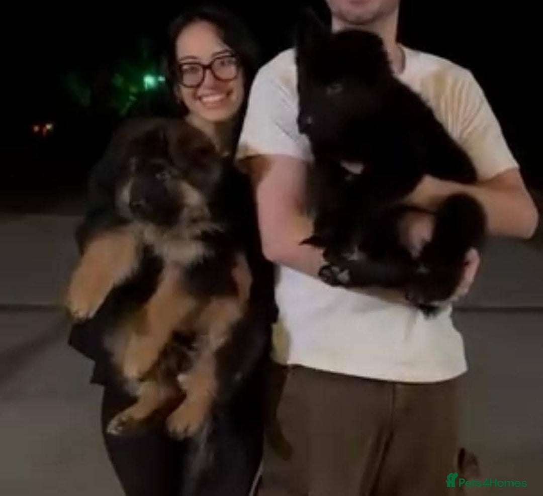 German Shepherd dogs for sale: Intelligent German Shepherd Puppies for Sale - Image 4