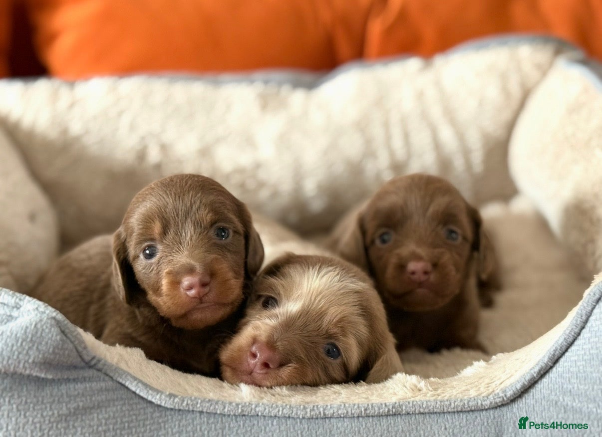 Miniature Dachshund dogs Miniature dachshund long&short isabella dapple - Advert 1