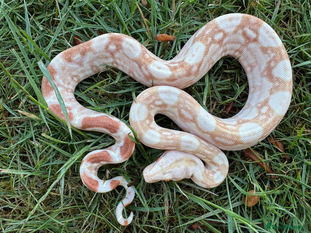 Boa Snake reptiles for sale: Baby Boa Morphs FOR SALE - Image 11