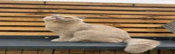 British Shorthair cats for sale: 🐾 Beautiful TICA Registered BSH Kittens - Advert 3
