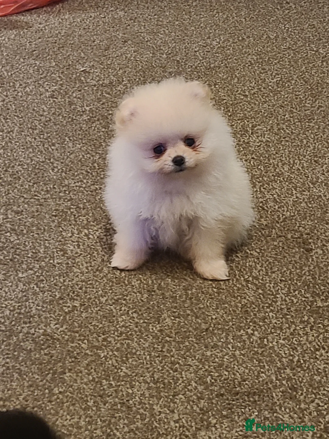 Pomeranian dogs for sale: Kc registered pomeranian puppies - Advert 14
