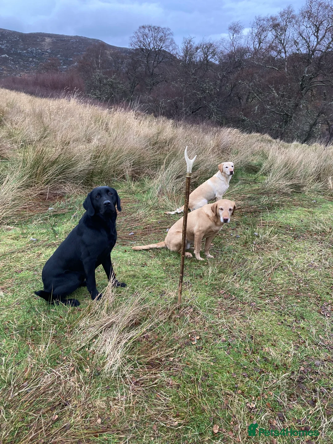 Labrador Retriever dogs for stud: Handsome Working Black Labrador at stud  - Advert 4