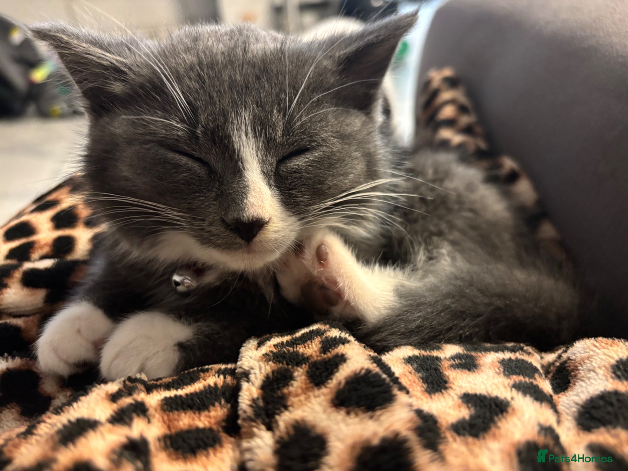 Maine Coon cats for sale: Mainecoon cross male kitten - Advert 6
