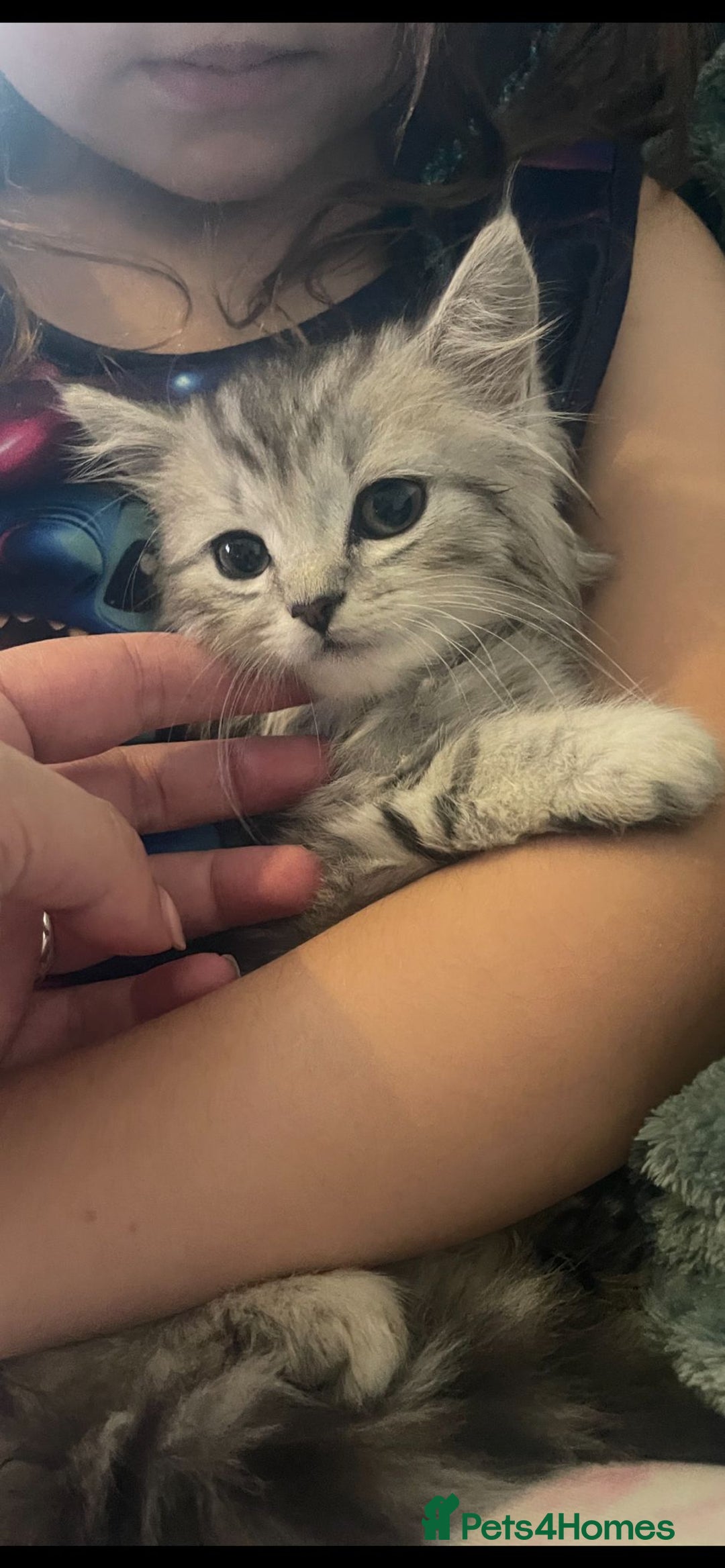 Mixed Breed cats for sale: Beautiful kittens  - Image 6
