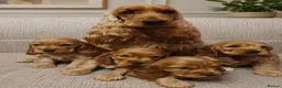 Cocker Spaniel dogs for sale: Golden Cocker Spaniel - Last male in litter  in London - Advert 1