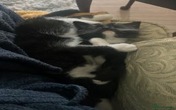 Bengal cats for sale: 2 black and white Bengal kittens - Image 4
