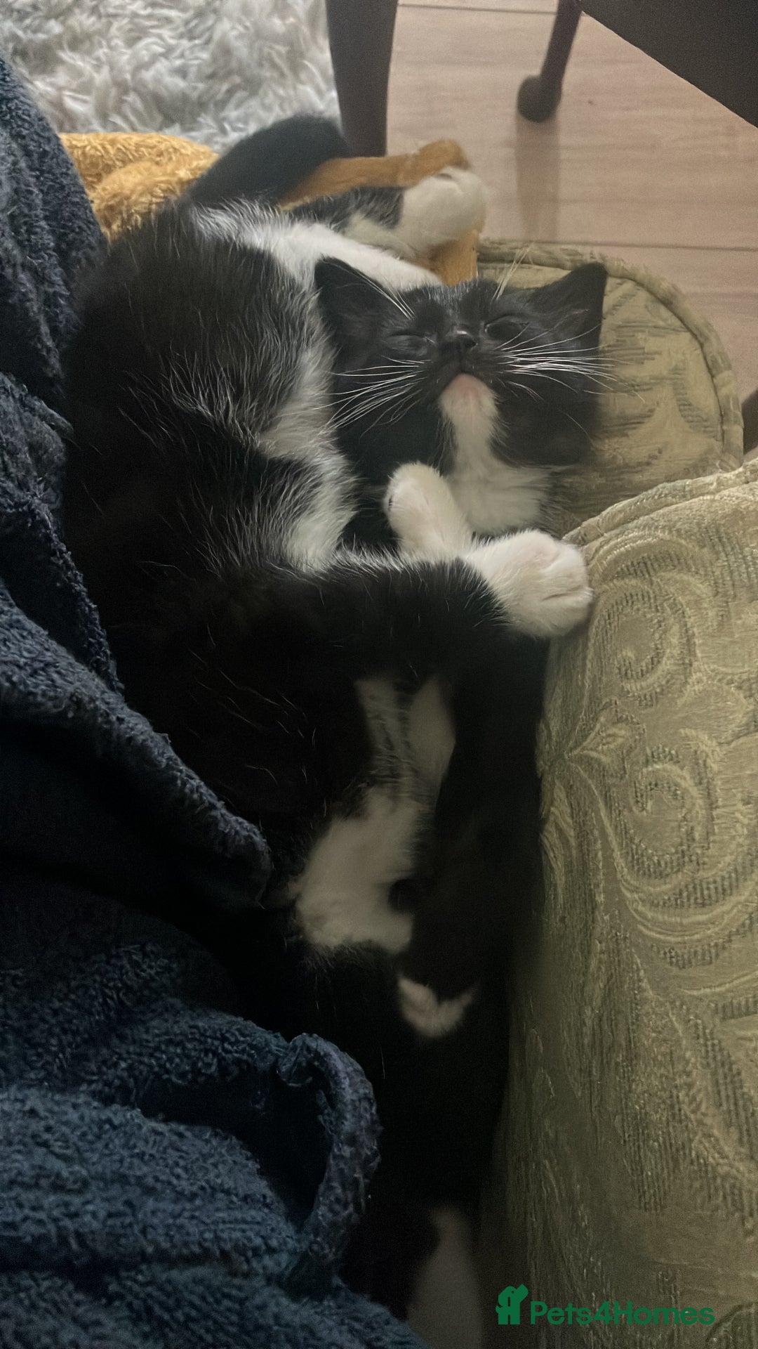 Bengal cats for sale: 2 black and white Bengal kittens - Image 4