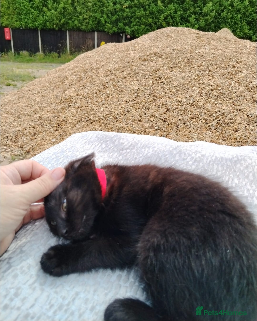 Domestic Shorthair cats for sale: Beautiful kittens baby girls ready for new home  - Image 14