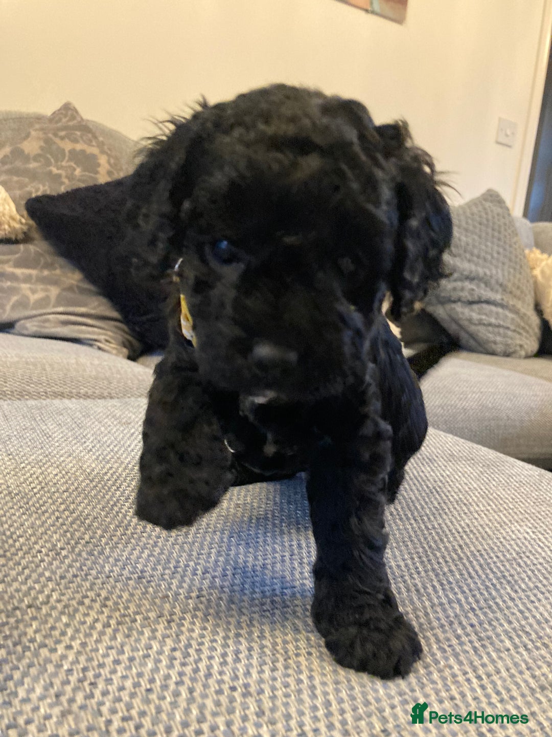 Cavapoo dogs for sale: F1b cavapoo puppies - Advert 11