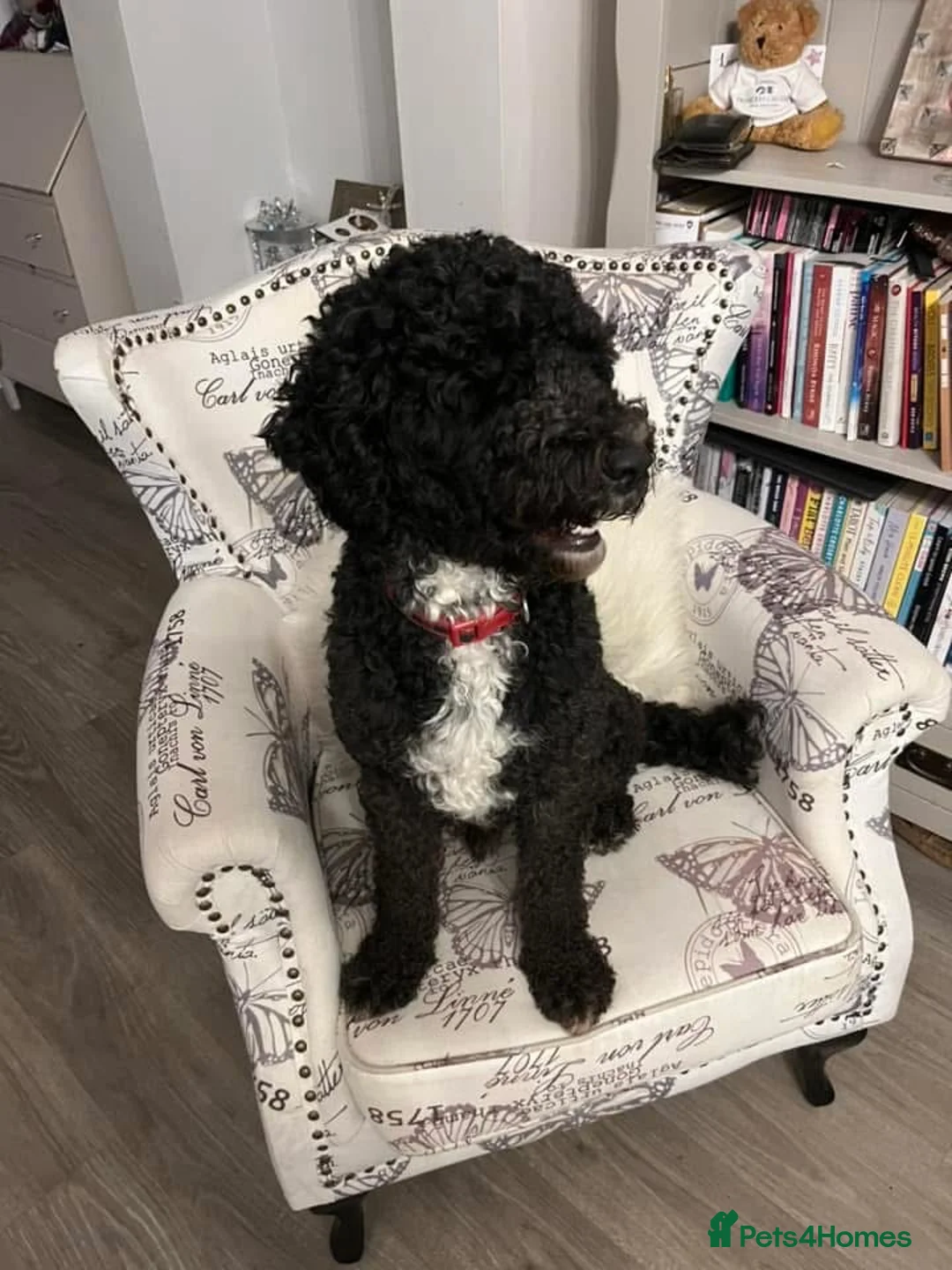 Cockapoo dogs for sale: Marley male 6 year old Neutered Cockerpoo in Bolton - Advert 2
