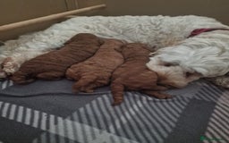 Toy Poodle dogs for stud: Proven red toy poodle For stud  ( Health tested )  in Rotherham - Image 19