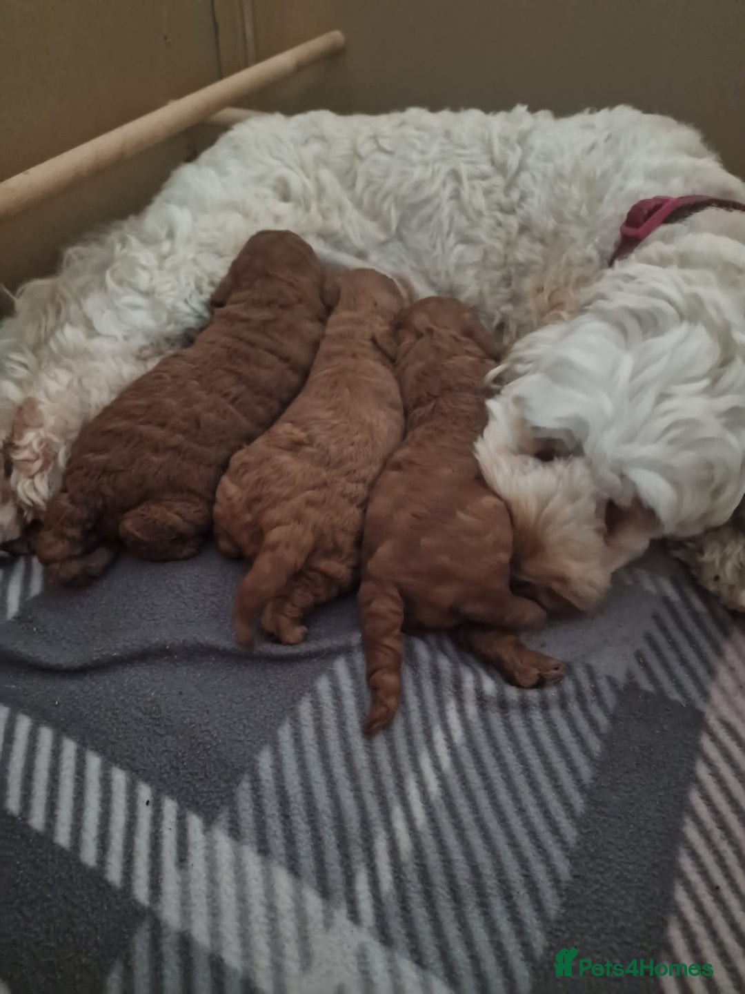 Toy Poodle dogs for stud: Proven red toy poodle For stud  ( Health tested )  in Rotherham - Image 19