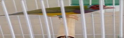 Finches birds for sale: Gouldian finch male - Advert 5