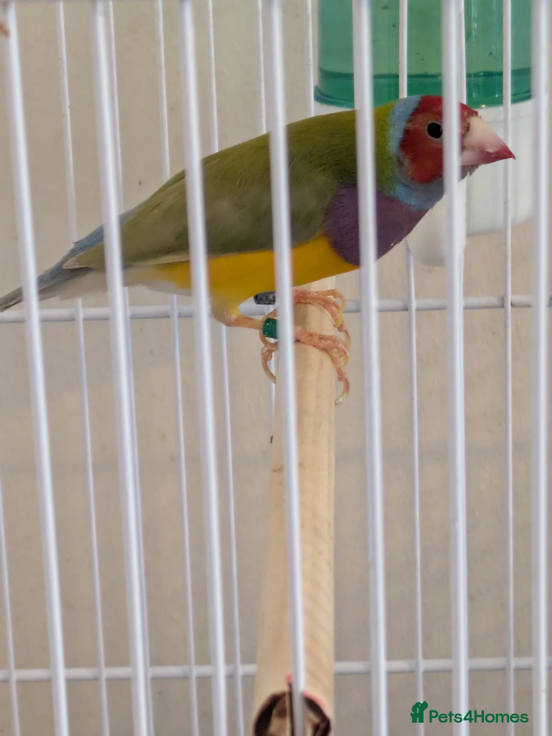 Finches birds for sale: Gouldian finch male - Advert 5
