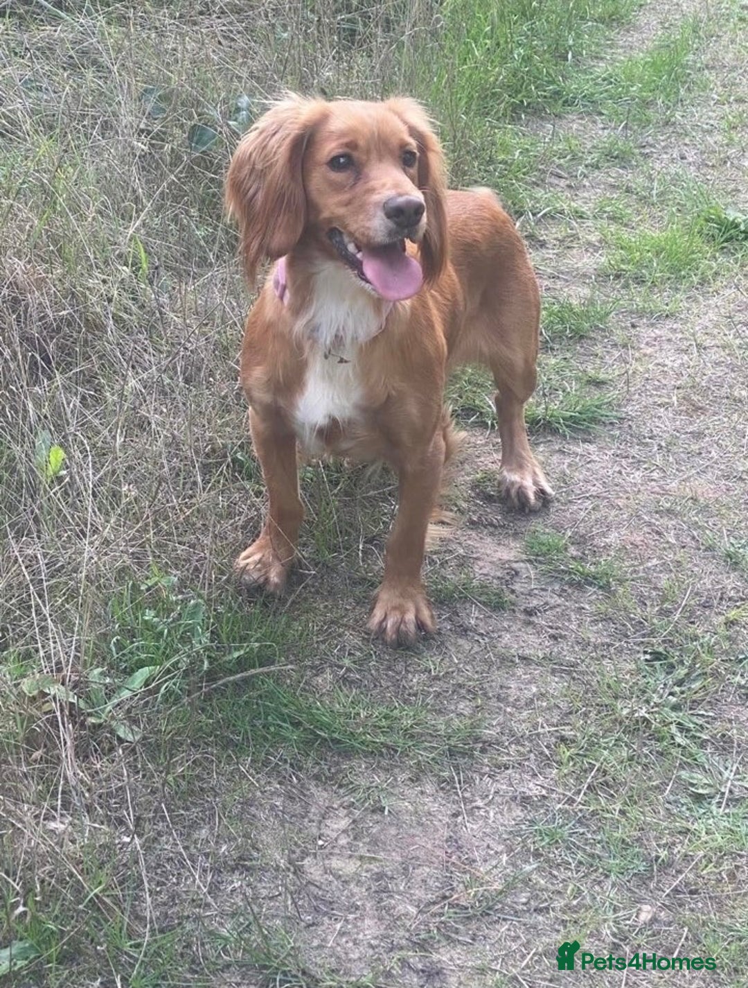 Cockapoo dogs for sale: Beautiful cockapoo puppy - Advert 2