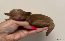 Toy Poodle dogs for sale: Tiny, rare parti poodle puppies. Red & white.  - Image 14