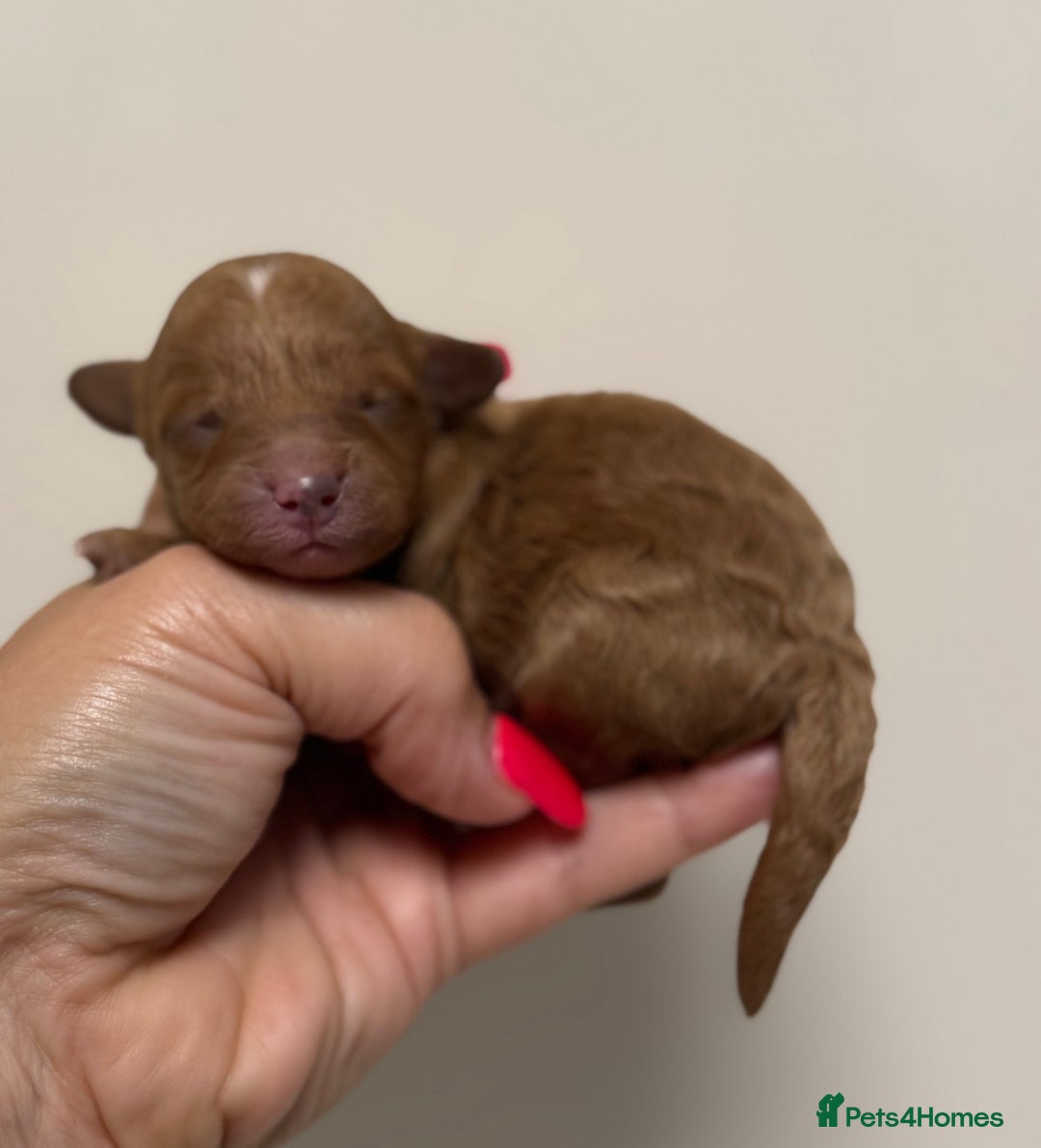 Toy Poodle dogs for sale: Tiny, rare parti poodle puppies. Red & white.  - Image 14