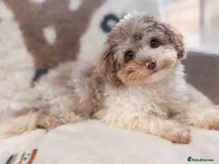 Cavapoo dogs Exceptional F2 Cavapoo Puppies - HomeRaised - Advert 18