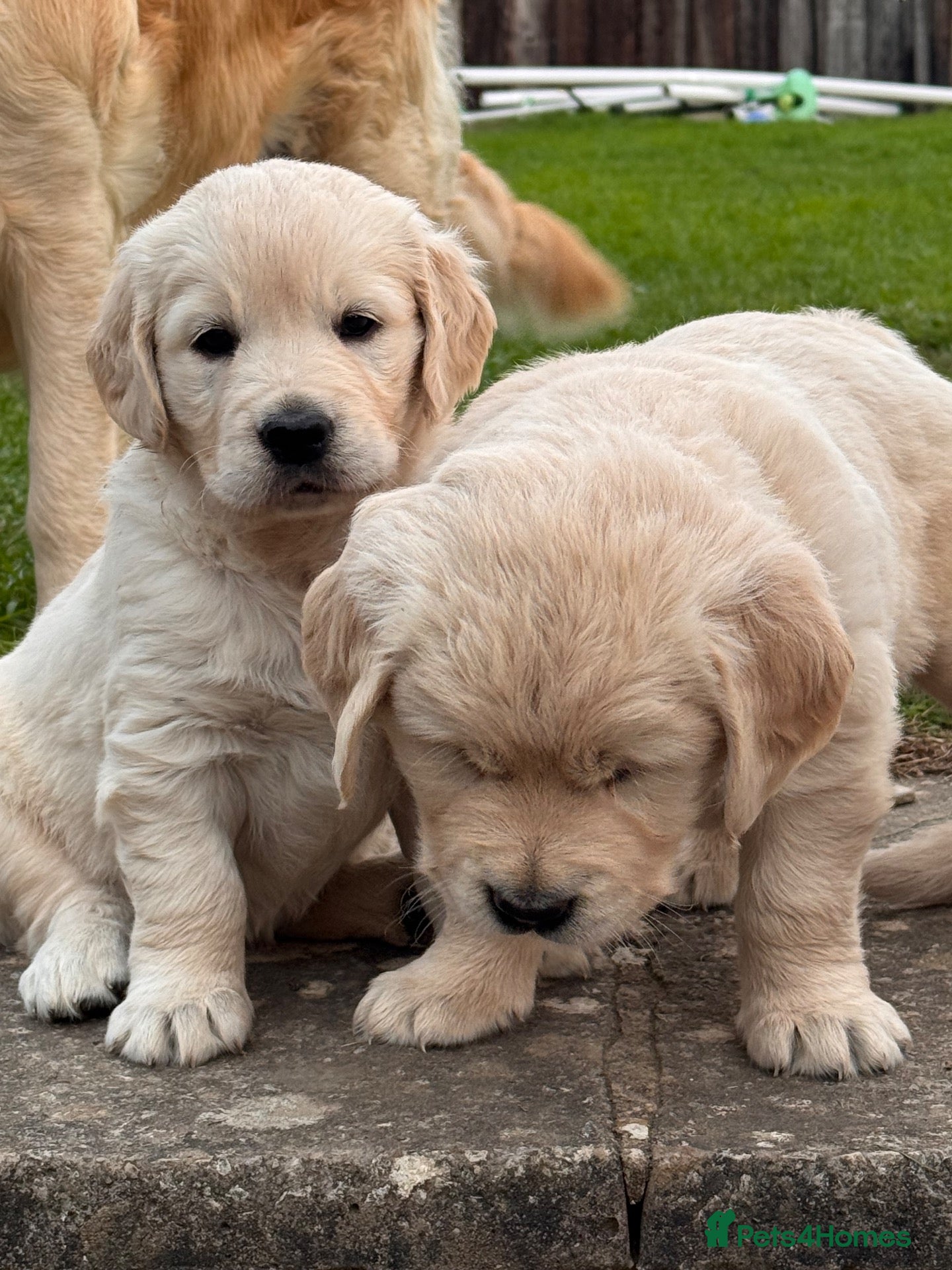 Golden Retriever dogs Pure Cream coloured Golden Retreiver puppies - Advert 1