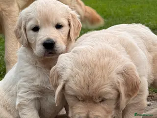 Golden Retriever dogs Pure Cream coloured Golden Retreiver puppies - Advert 1