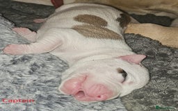 Mixed Breed dogs for sale: Confident & Well-Socialised Presa x Staffy Pups - Image 4
