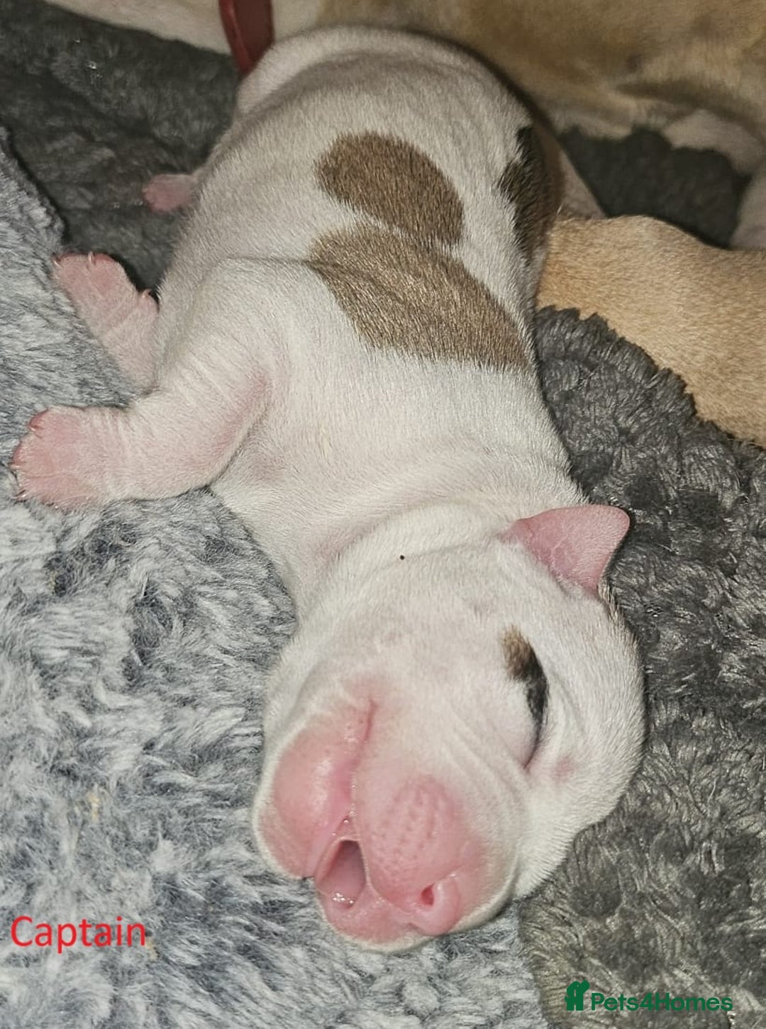 Mixed Breed dogs for sale: Confident & Well-Socialised Presa x Staffy Pups - Image 4
