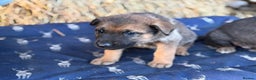 German Shepherd dogs for sale: German Shepherd x DDR GSD Puppies **READY TO GO* - Advert 6