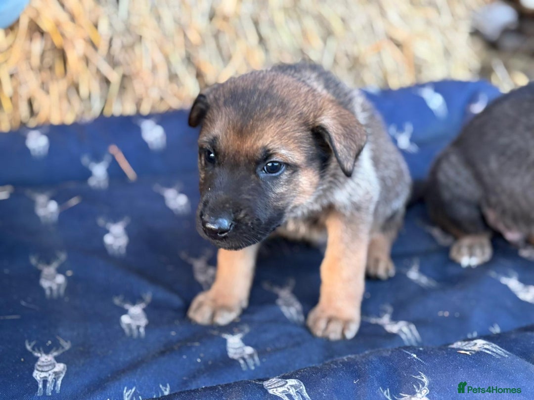 German Shepherd dogs for sale: German Shepherd x DDR GSD Puppies **READY TO GO* - Advert 6