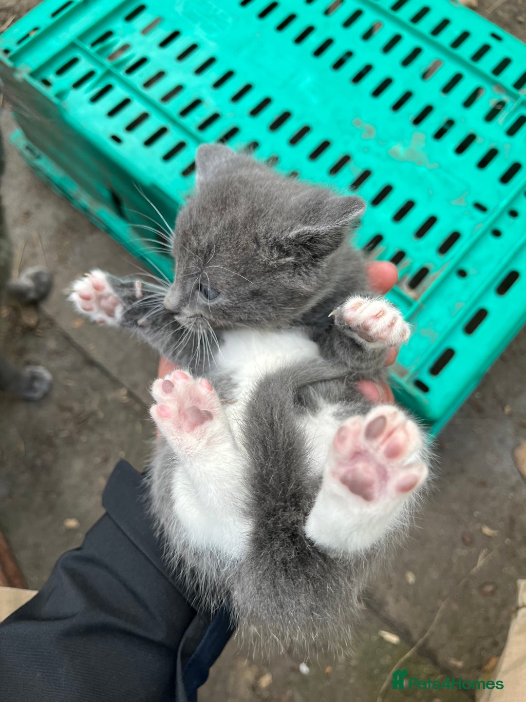 Mixed Breed cats for sale: Mixed breed Kitten’s  - Image 17