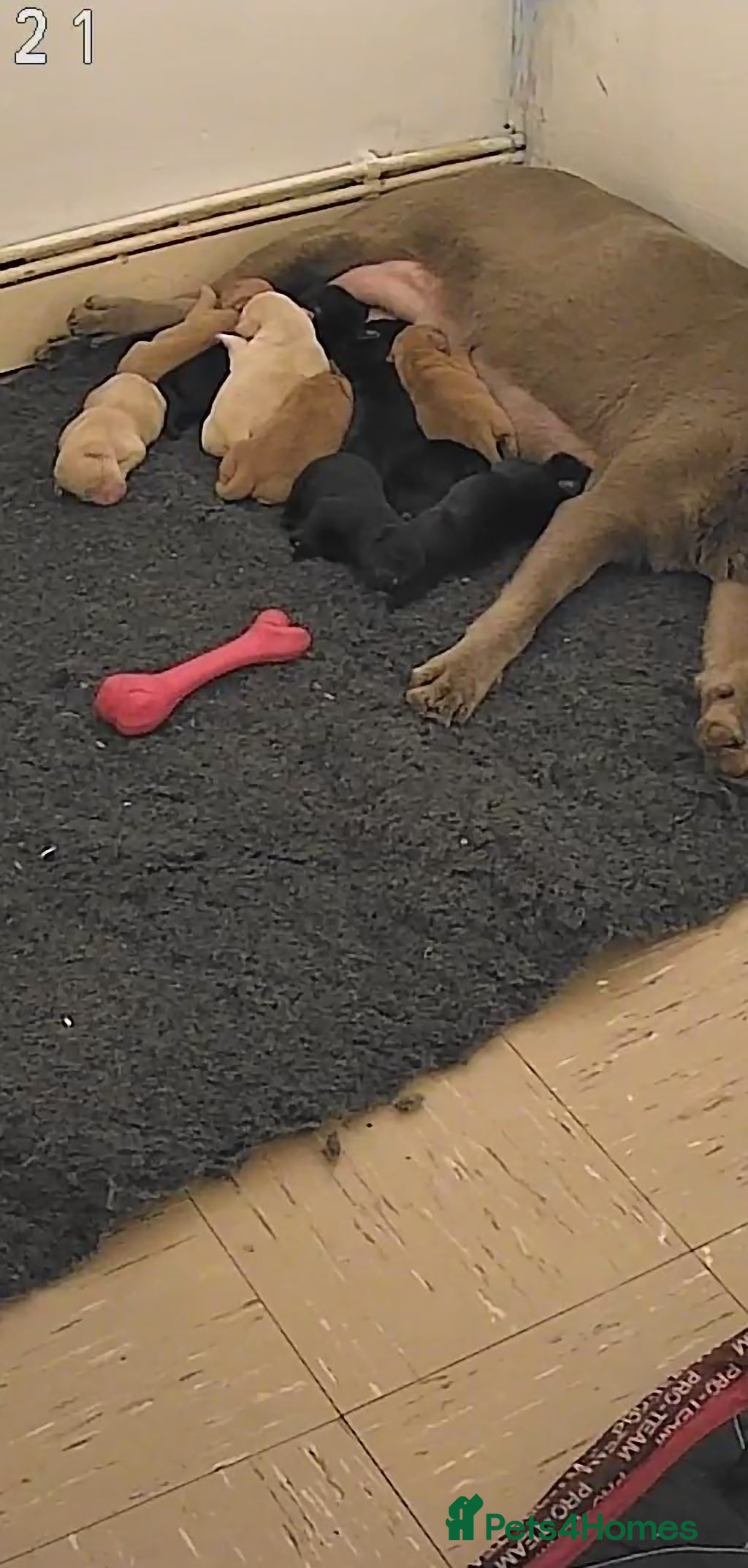 Labrador Retriever dogs 5 labrador puppies  - Advert 1