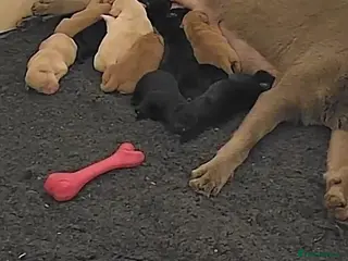 Labrador Retriever dogs 5 labrador puppies - Advert 1