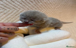 British Shorthair cats for sale: Pure British Shorthair Kittens😻🥇🏆Champion Line - Image 9