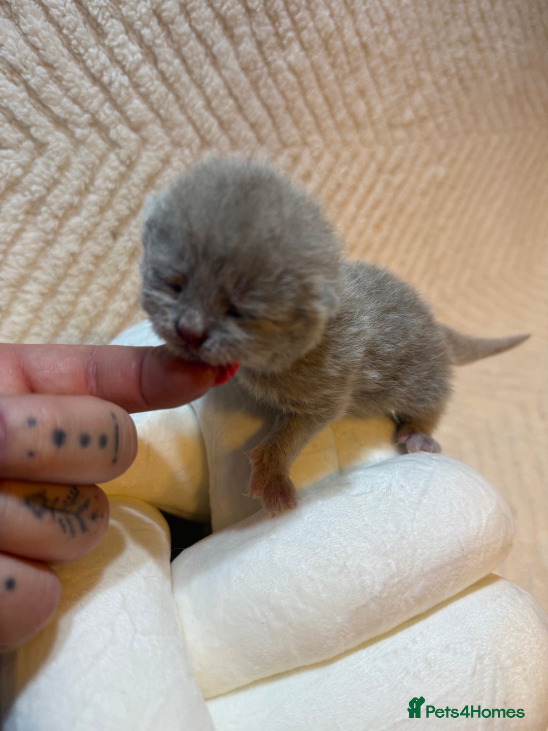 British Shorthair cats for sale: Pure British Shorthair Kittens😻🥇🏆Champion Line - Image 9