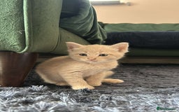Mixed Breed cats for sale: 3 british shorthair kittens for sale  - Image 3