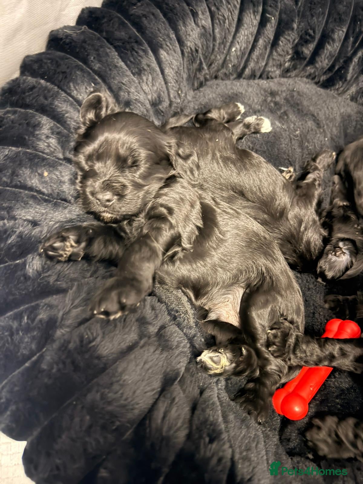 Cockapoo dogs Cockerpoo puppies  - Advert 4