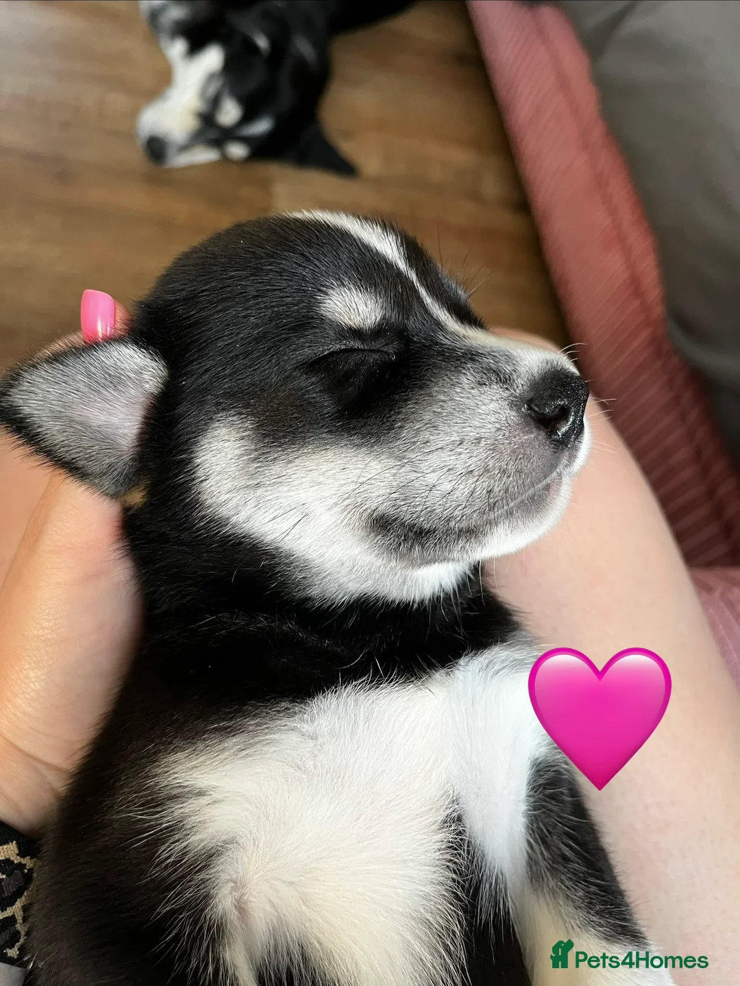 Mixed Breed dogs for sale: Husky X Labrador puppies  - Advert 40