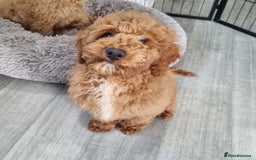 Cockapoo dogs for sale:  F1 Cockapoo puppies  - Image 6