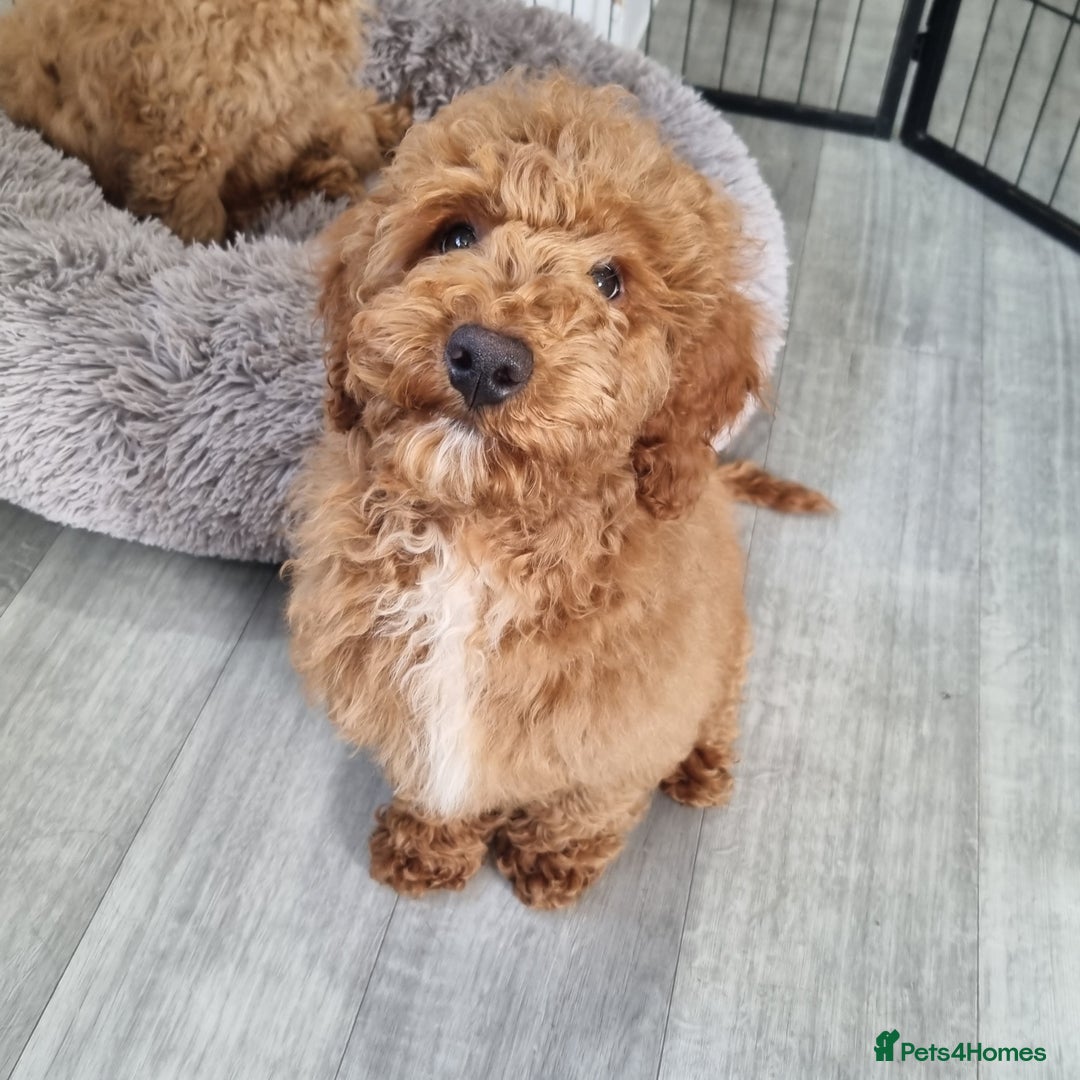 Cockapoo dogs for sale:  F1 Cockapoo puppies  - Image 6