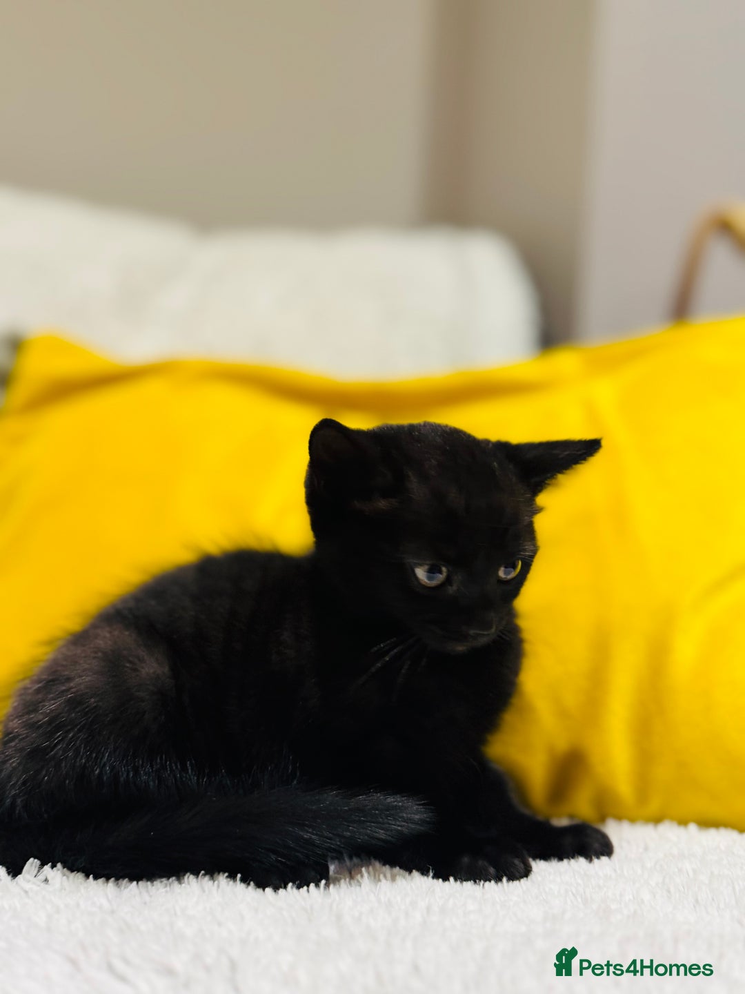British Shorthair cats for sale: Adorable kittens - Image 8