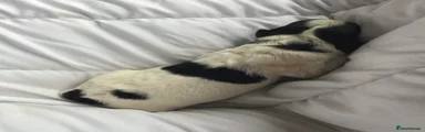 Unusual Black and White Girl puppy 11