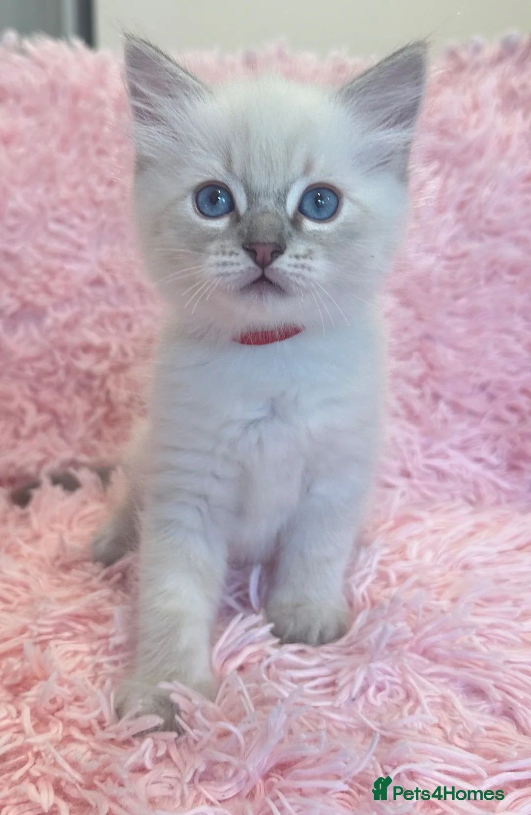 Ragdoll cats for sale: Stunning ragdolls available  in London - Advert 1