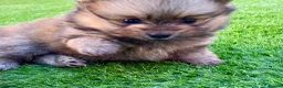 Pomeranian dogs for sale: Tiny Teddy Poms looking for their forever homes  - Advert 20