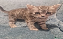 Mixed Breed cats for sale: Beautiful Kittens Available ✨️ in ELY - Image 30