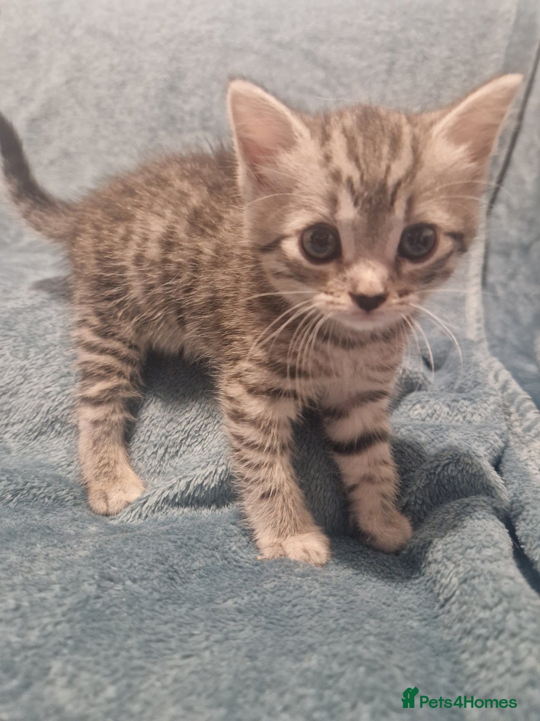 Mixed Breed cats for sale: Beautiful Kittens Available ✨️ in ELY - Image 30